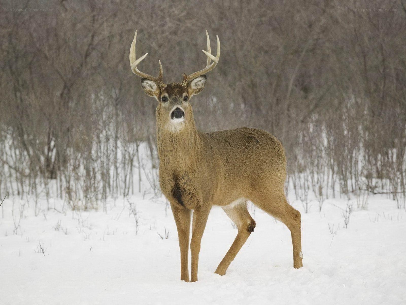 Deer in snowy forest