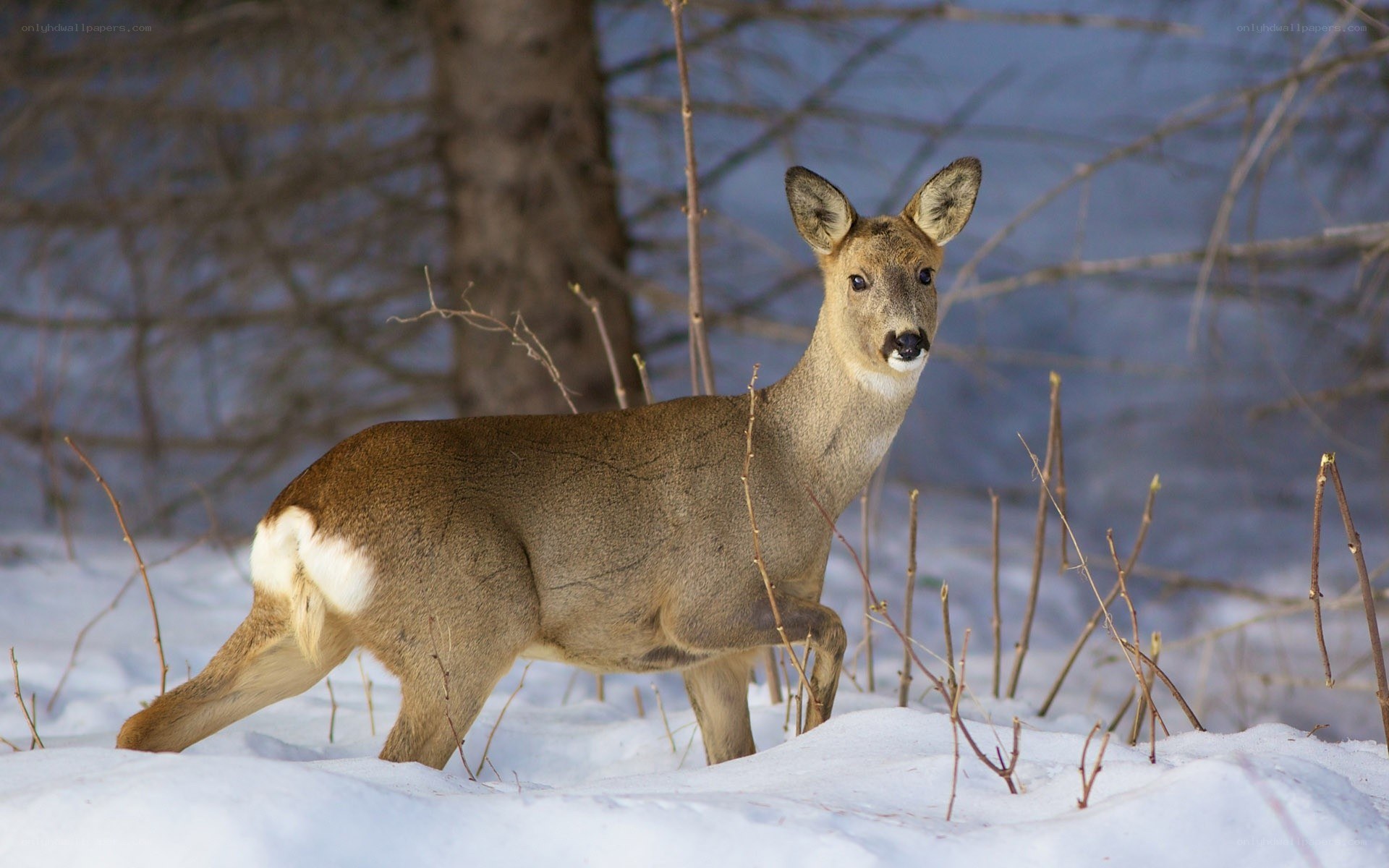 Deer in snowy forest