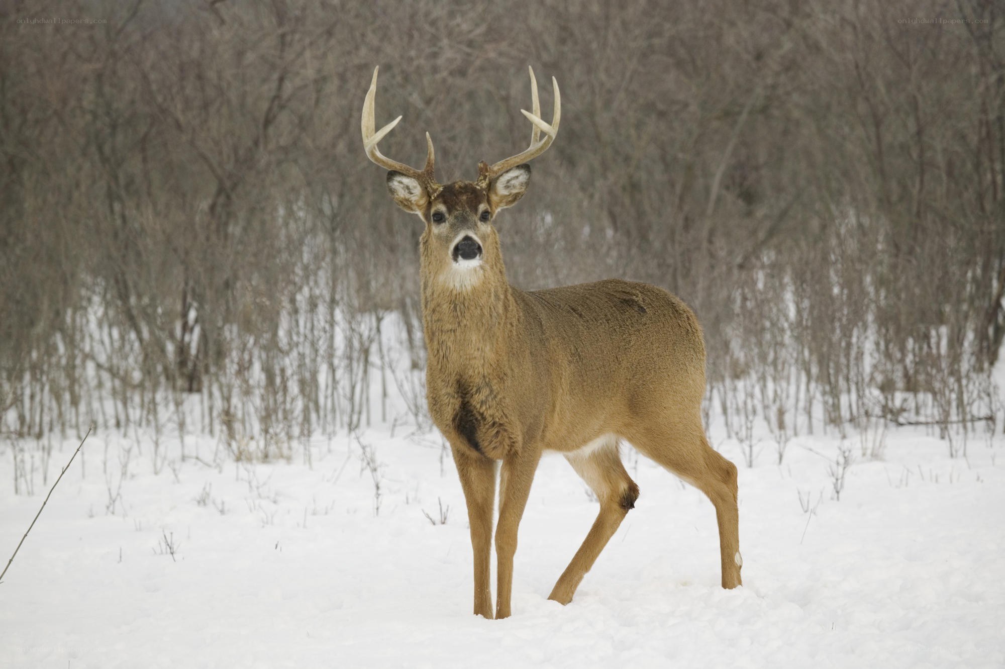 Deer in snowy forest