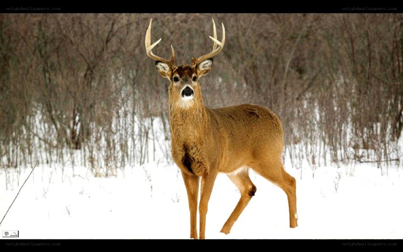 deer in snowy forest