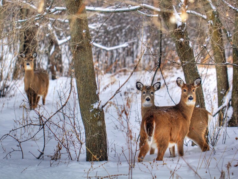 Deer in snowy forest