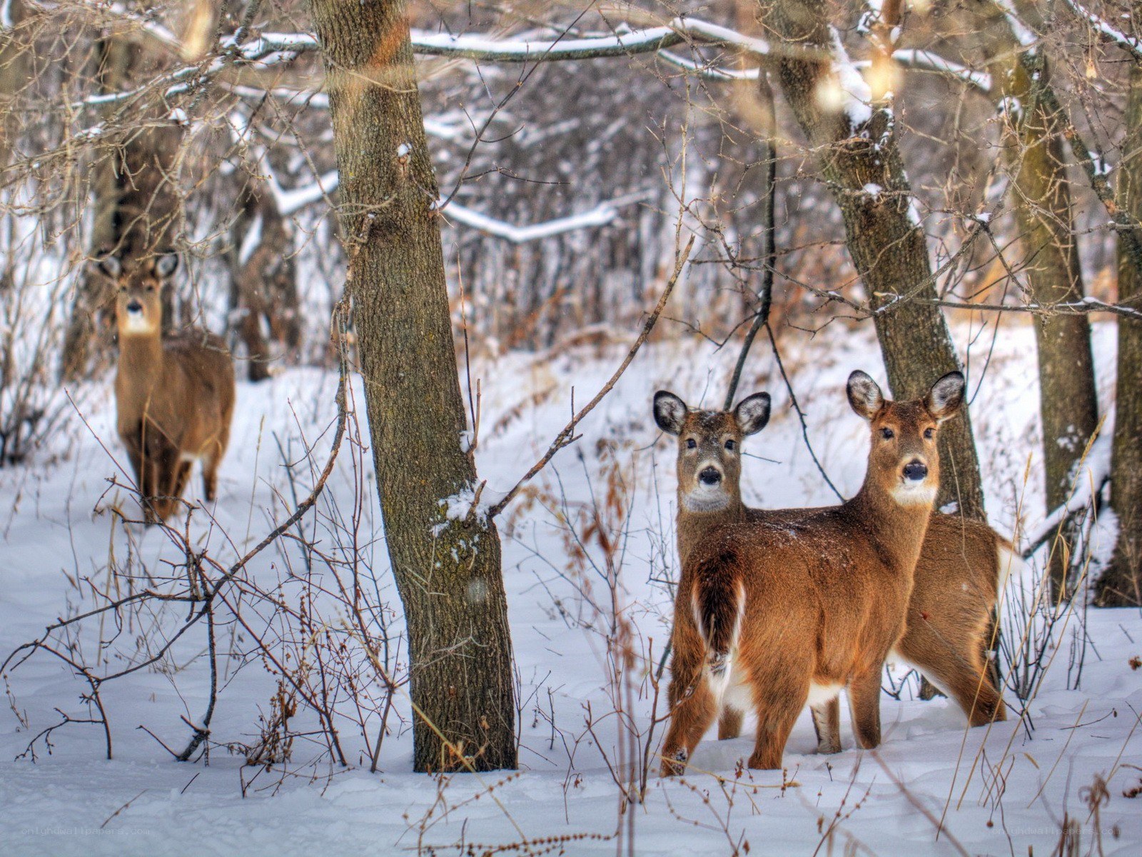Deer in snowy forest