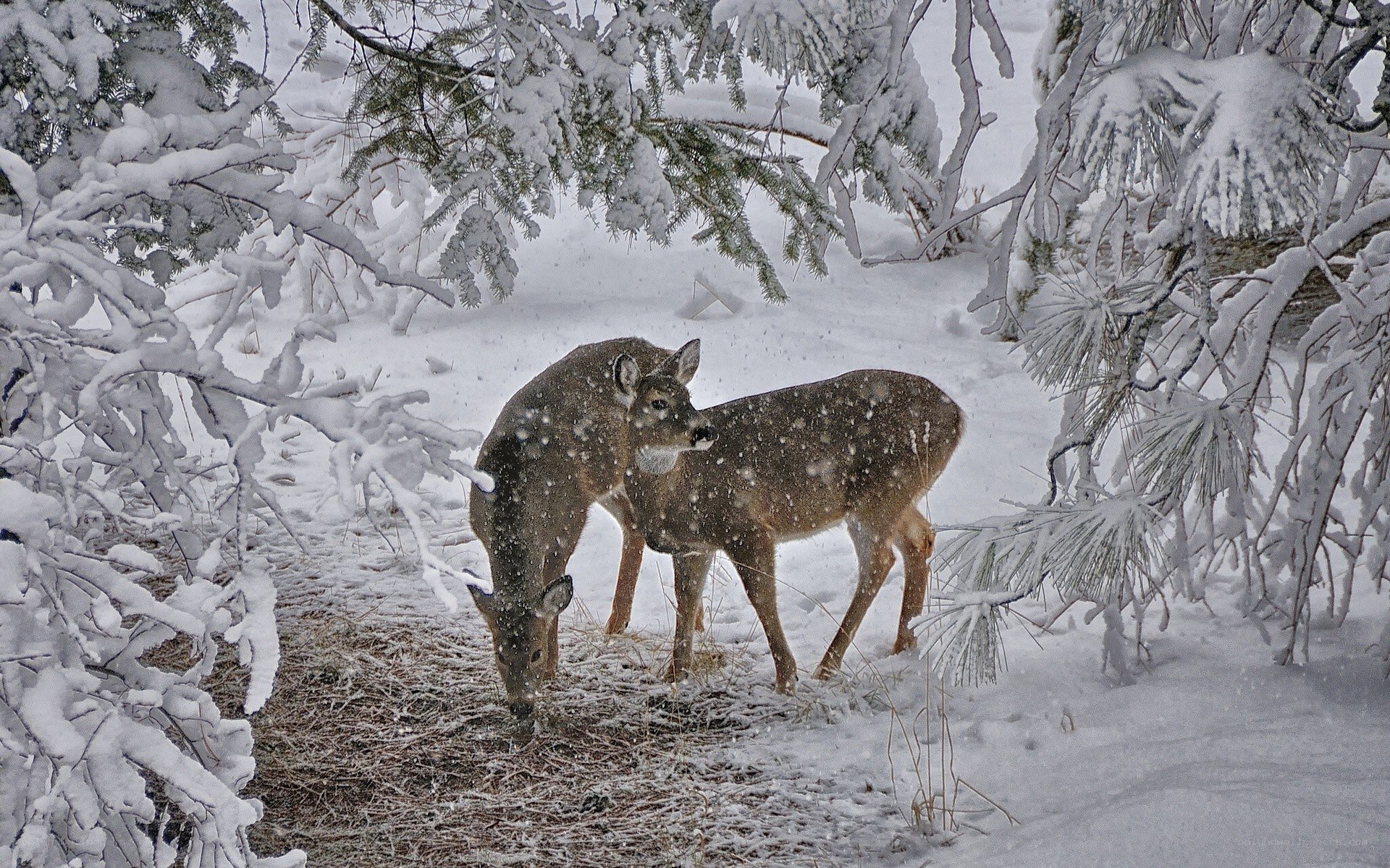 Deer in snowy forest