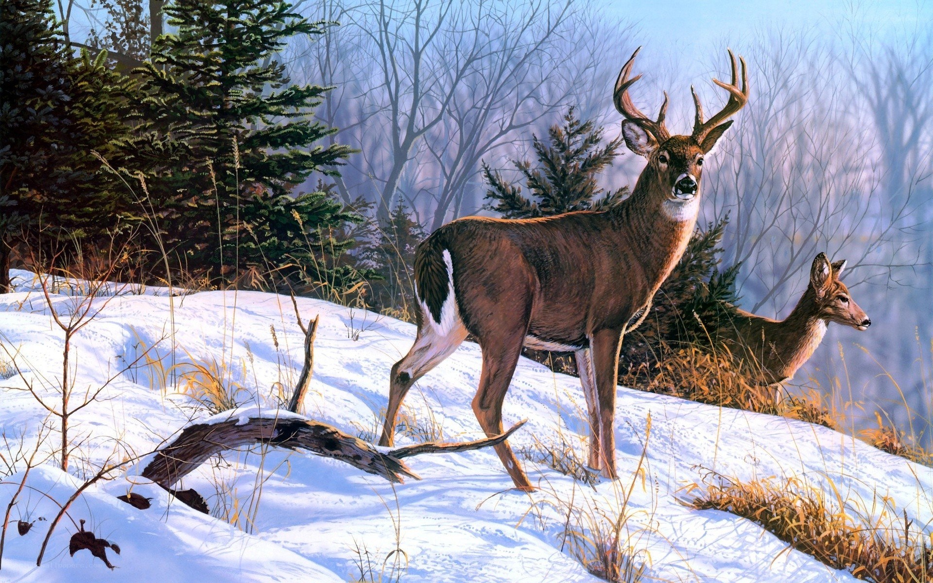 Deer in snowy forest