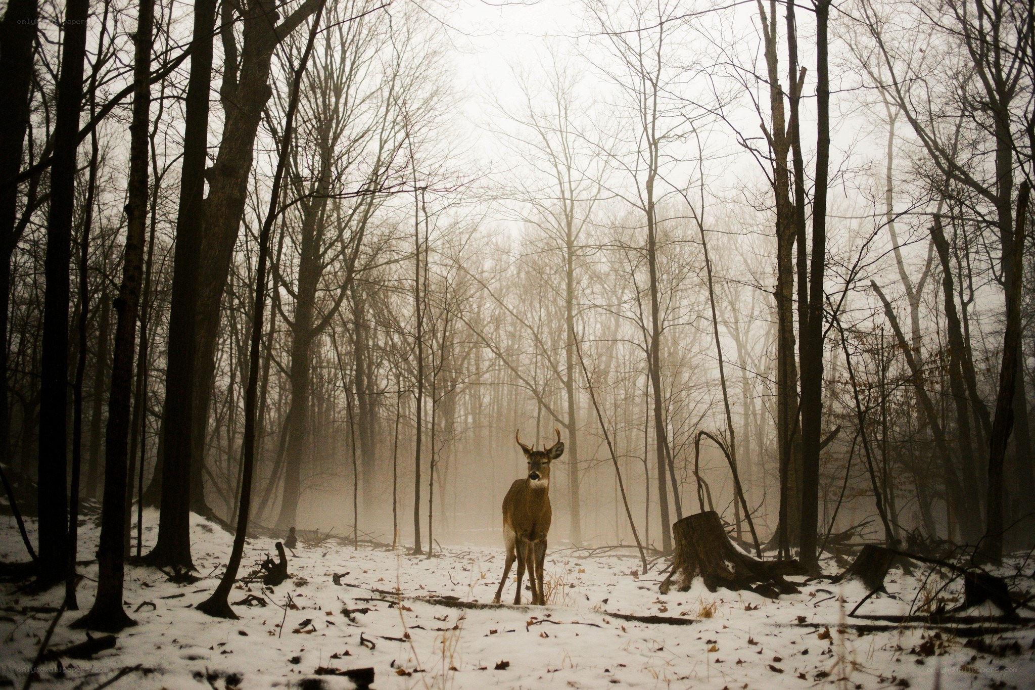 Deer in snowy forest