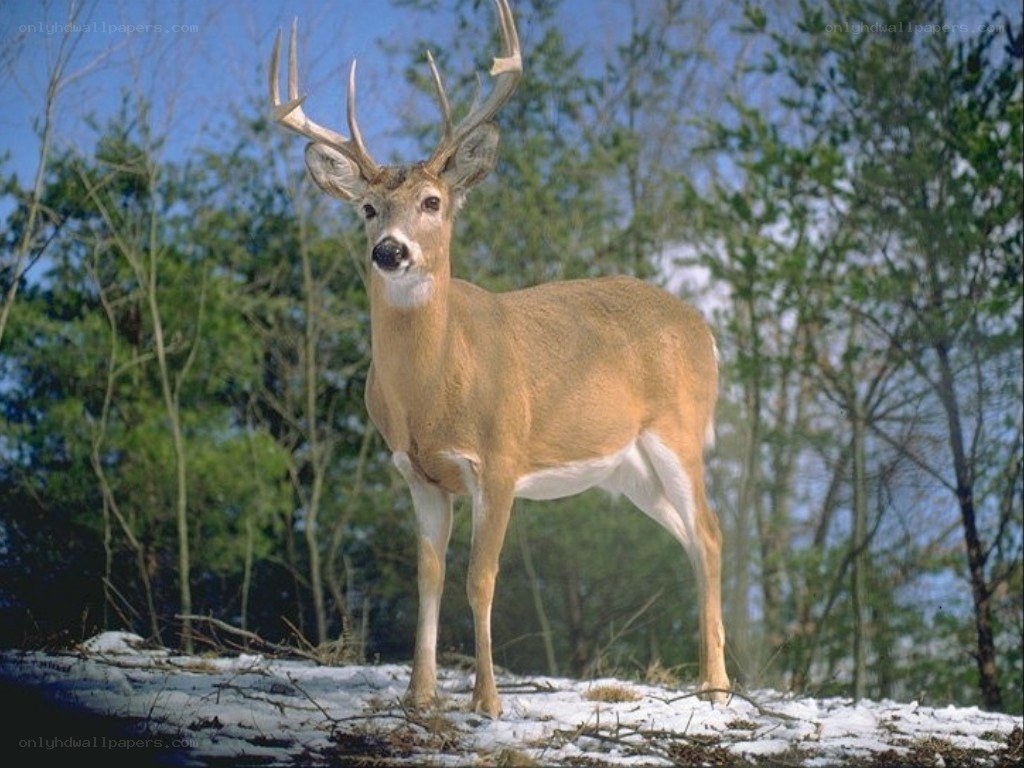 deer in snowy forest