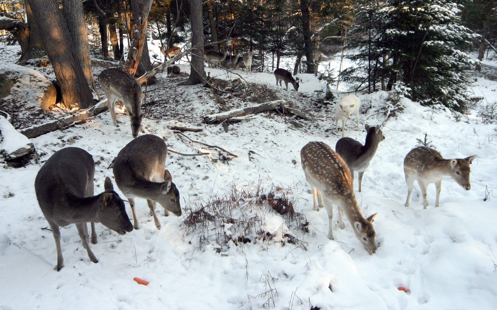 Deer in snowy forest