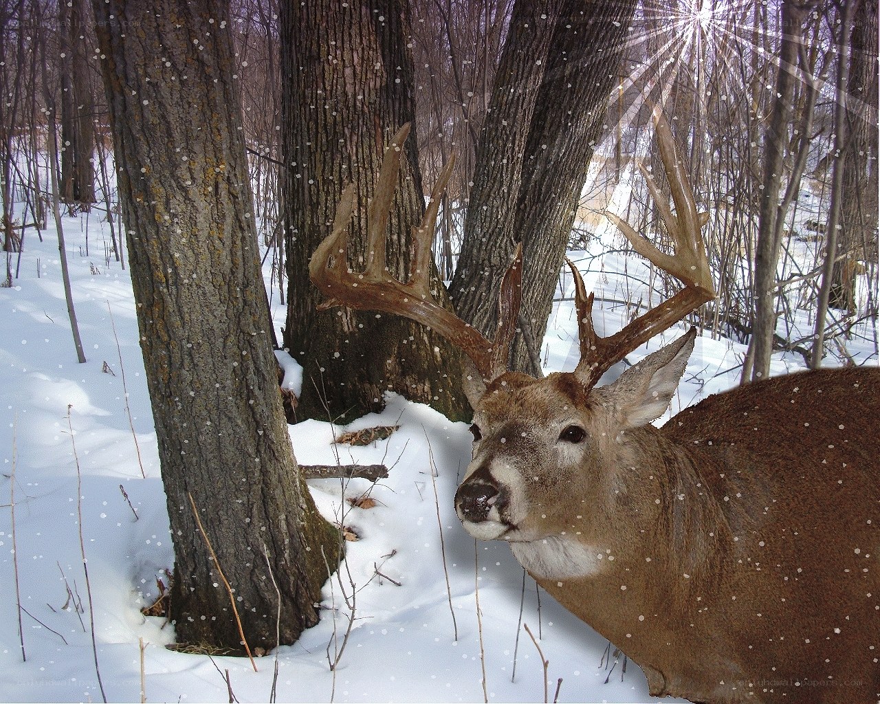 Deer in snowy forest