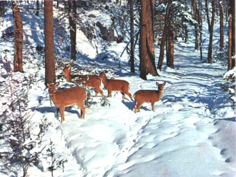 Deer in snowy forest