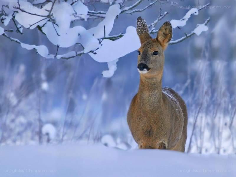 Deer in snowy forest