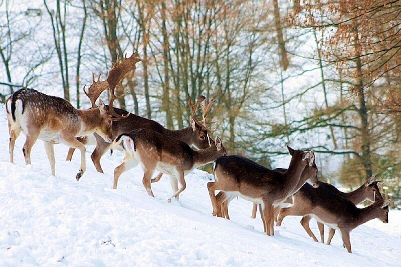 Deer in snowy forest