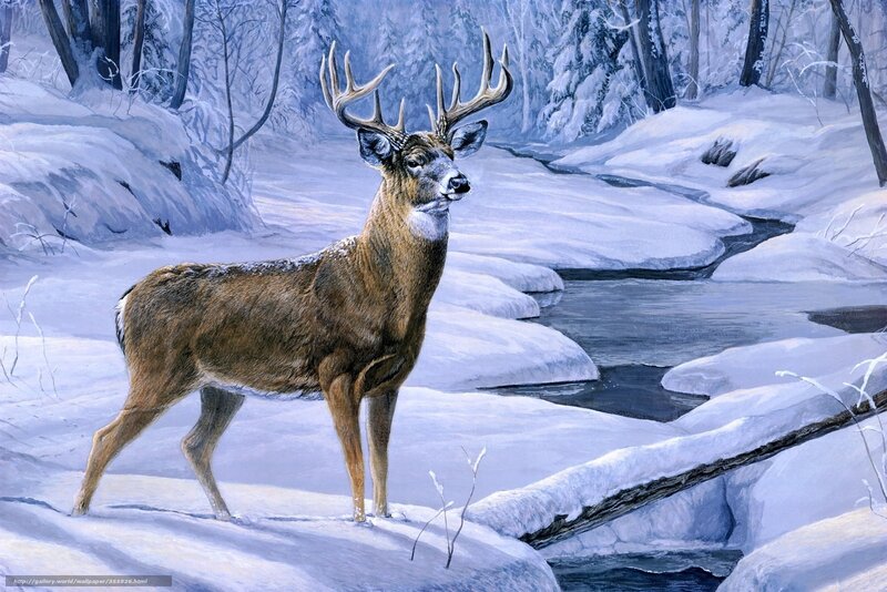 Deer in snowy forest
