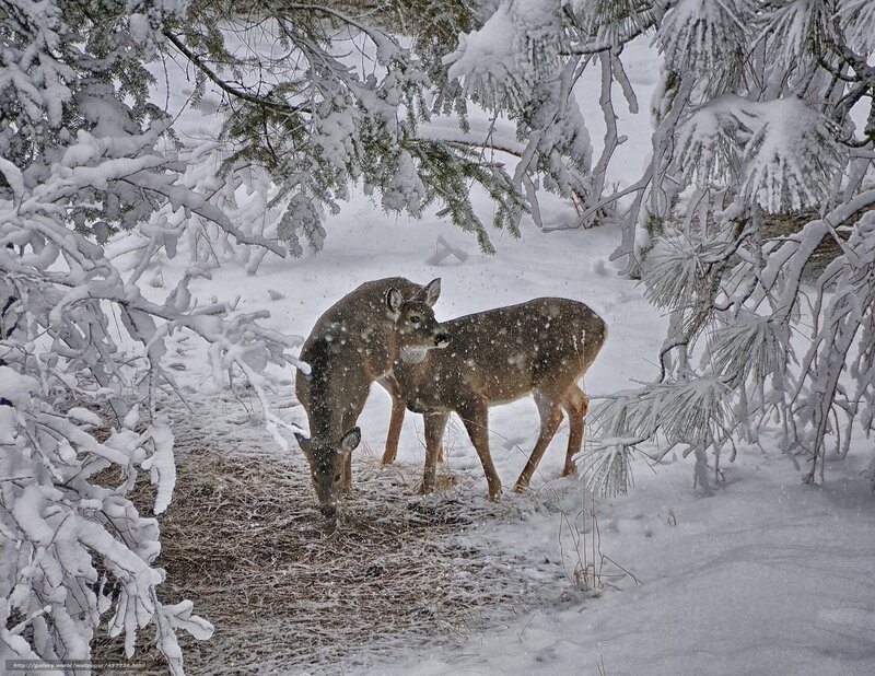 Deer in snowy forest