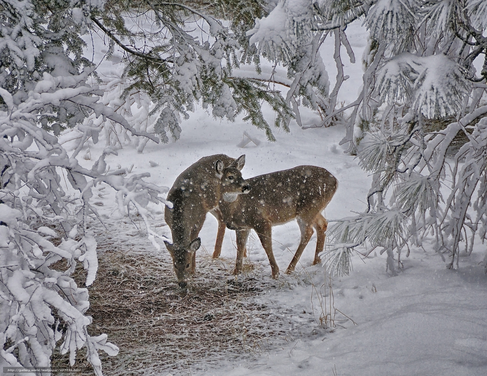Deer in snowy forest
