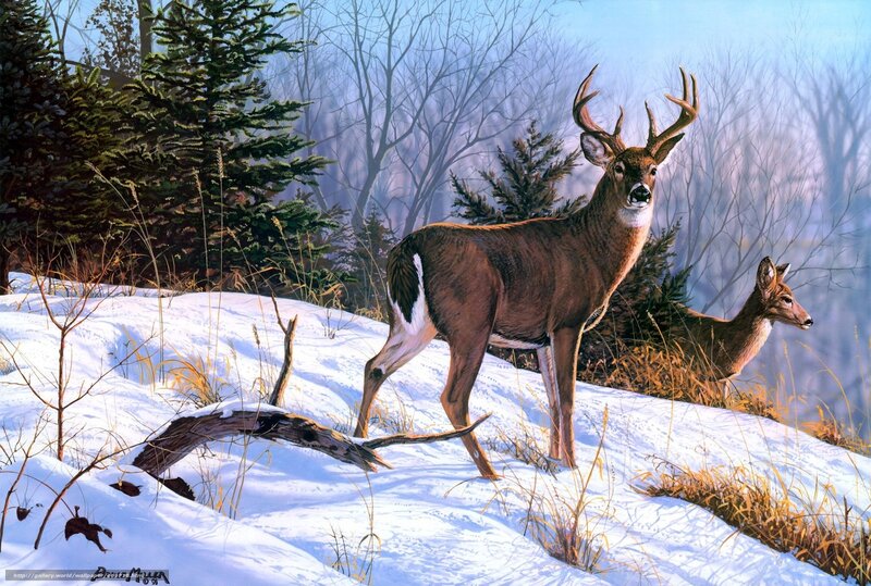 Deer in snowy forest