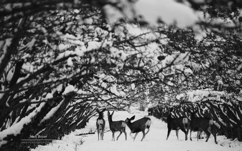 Deer in Snowy Forest — Black, Serene