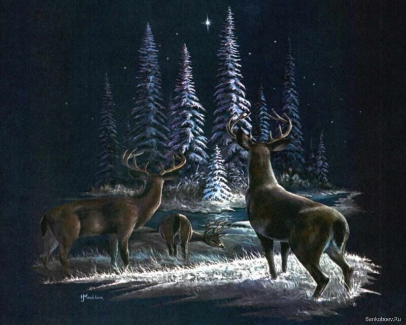 Deer in Snowy Forest — Black