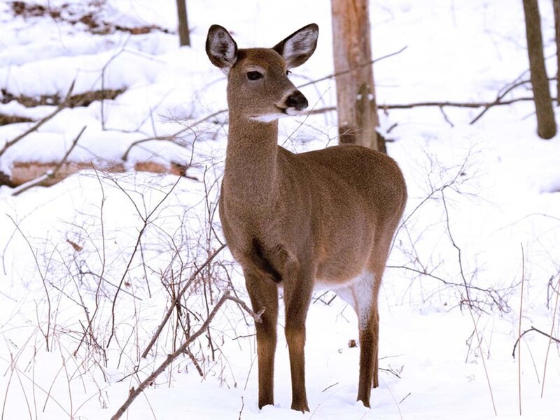 Deer in Snowy Forest — Brown, Calm