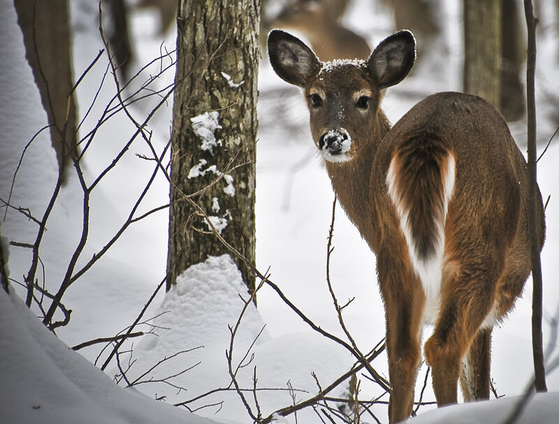 Deer in Snowy Forest — Brown, Calm, Winter, Photograph