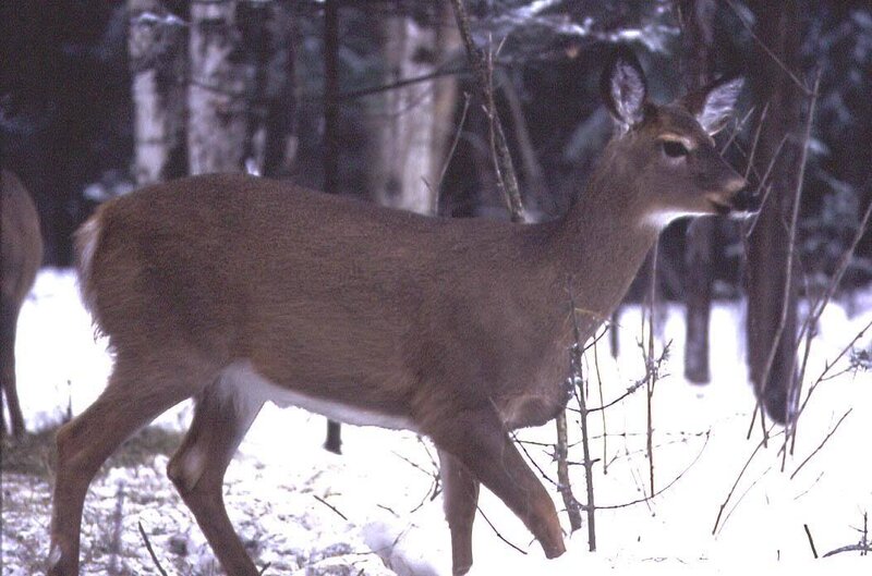 Deer in Snowy Forest — Brown, Calm, Winter