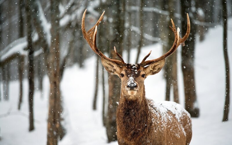 Deer in Snowy Forest — Brown, Serene, Winter, Photograph