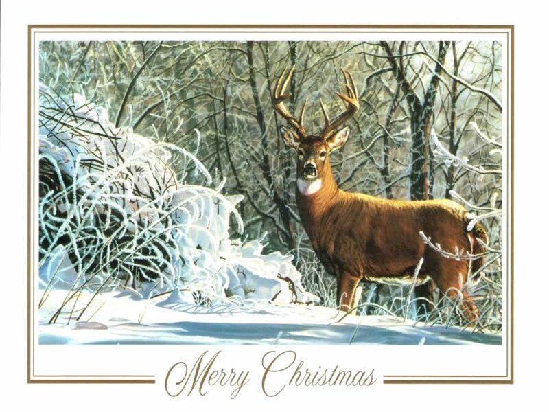Deer in Snowy Forest — Brown, Serene, Winter