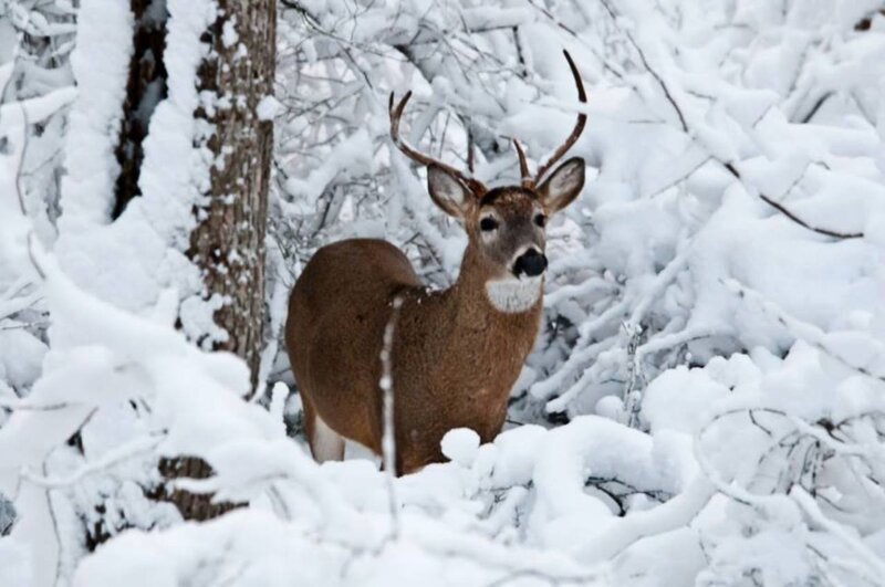 Deer in Snowy Forest — White, Calm