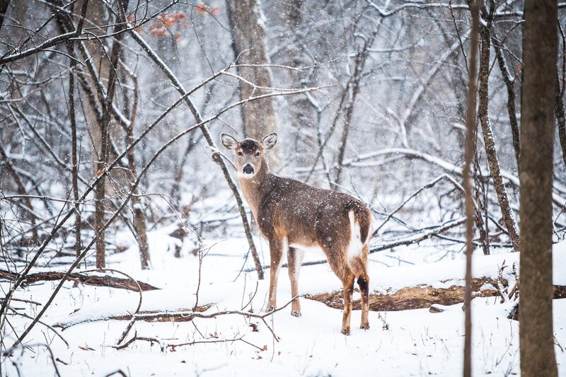 Deer in Snowy Forest — White, Calm, Winter