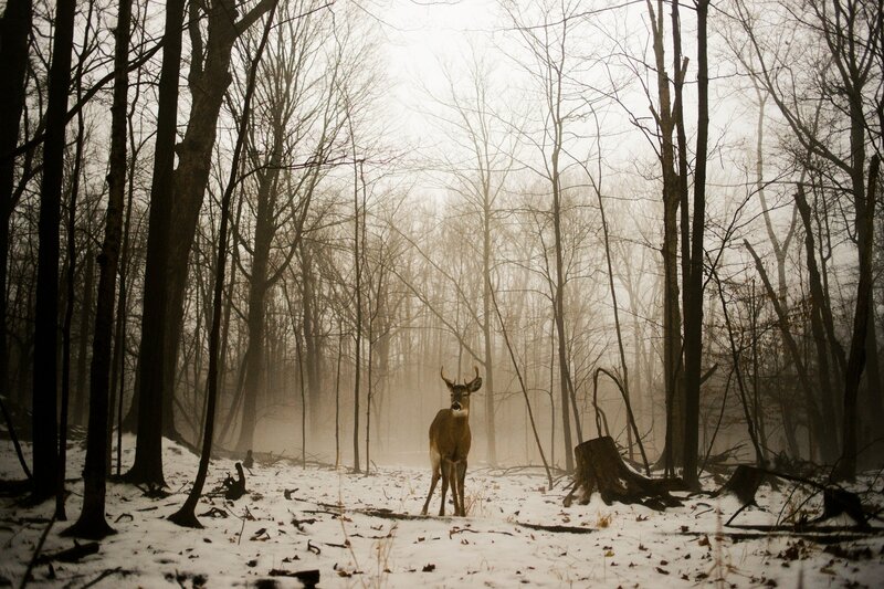 Deer in Snowy Forest — White, Misty