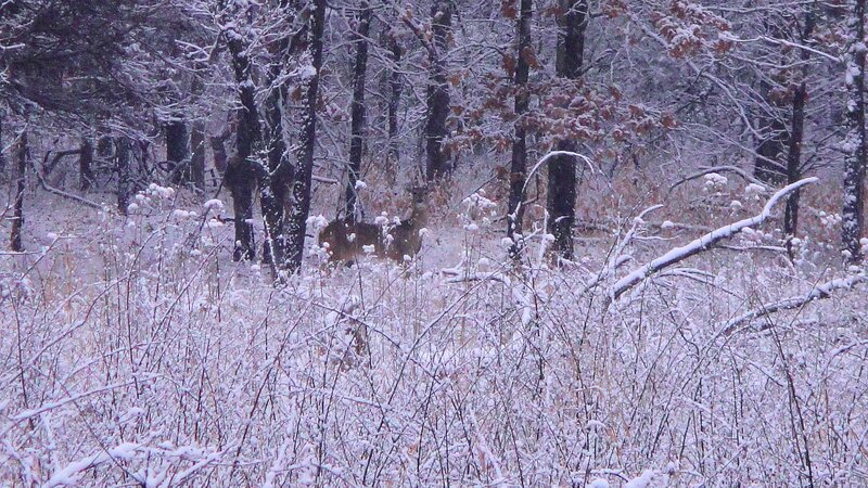 Deer in Snowy Forest — White, Quiet