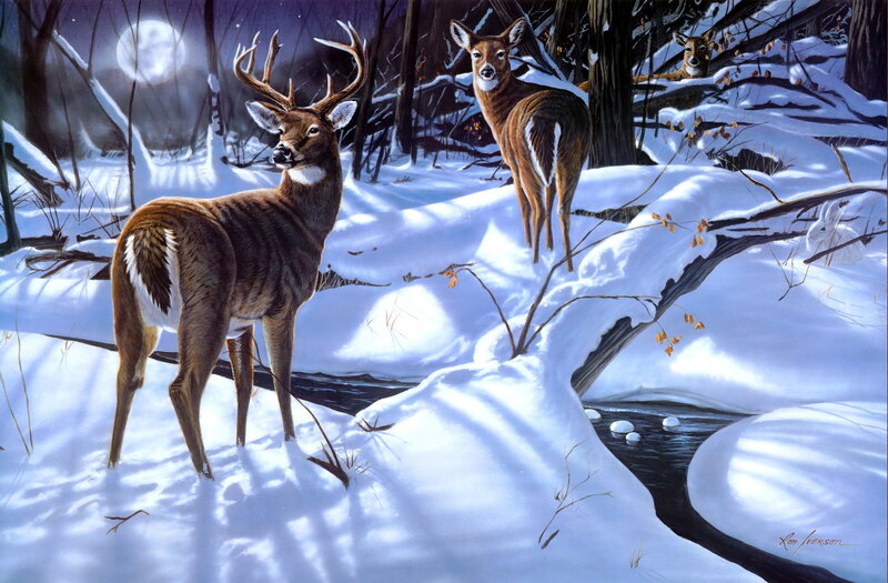 Deer in Snowy Forest — White, Serene, Night