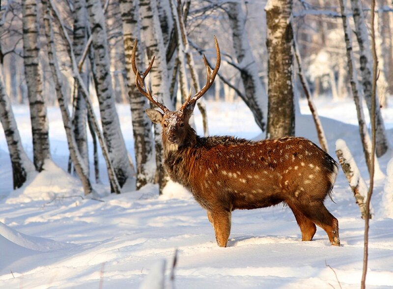 Deer in Snowy Forest — White, Serene, Winter, Photograph