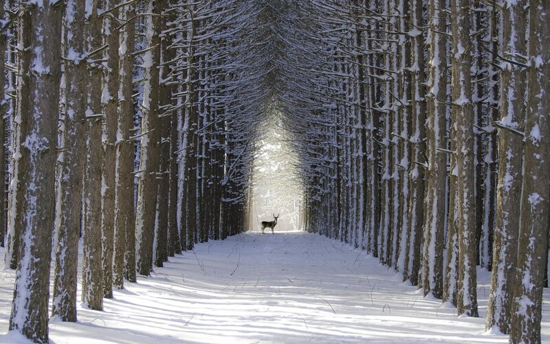 Deer in Snowy Forest — White, Serene, Winter, Photograph, Trees, Snow, Sunlight