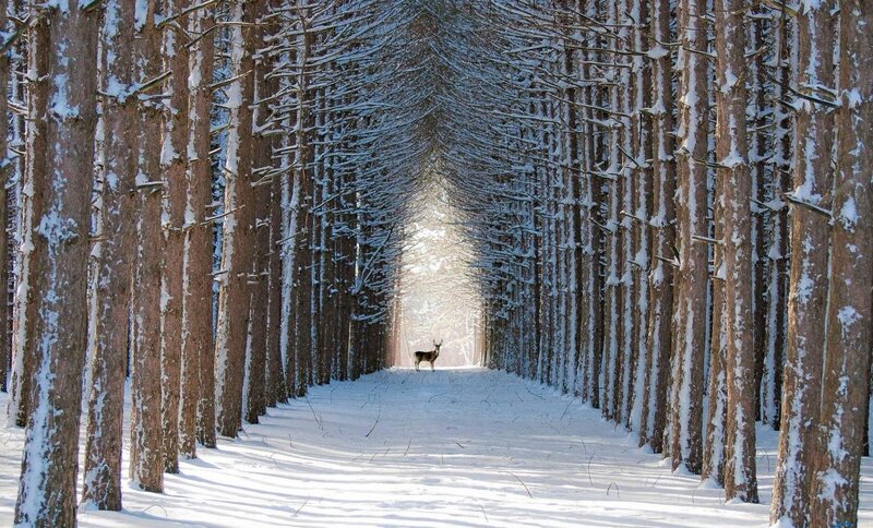 Deer in Snowy Forest — White, Serene, Winter, Photograph, Trees, Snow