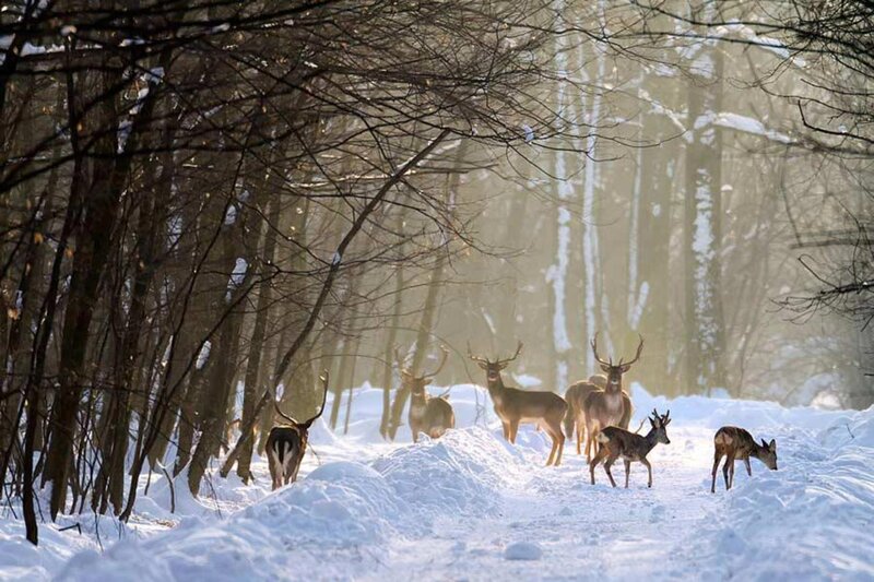 Deer in Snowy Forest — White, Serene, Winter, Photograph, Trees