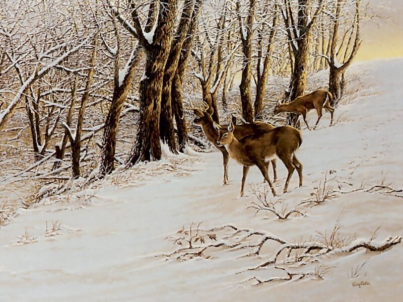 Deer in Snowy Forest — White, Serene, Winter