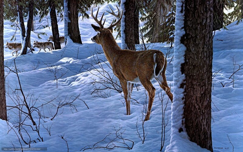 Deer in Snowy Forest — White, Tense, Winter