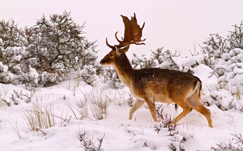 Deer in snowy landscape