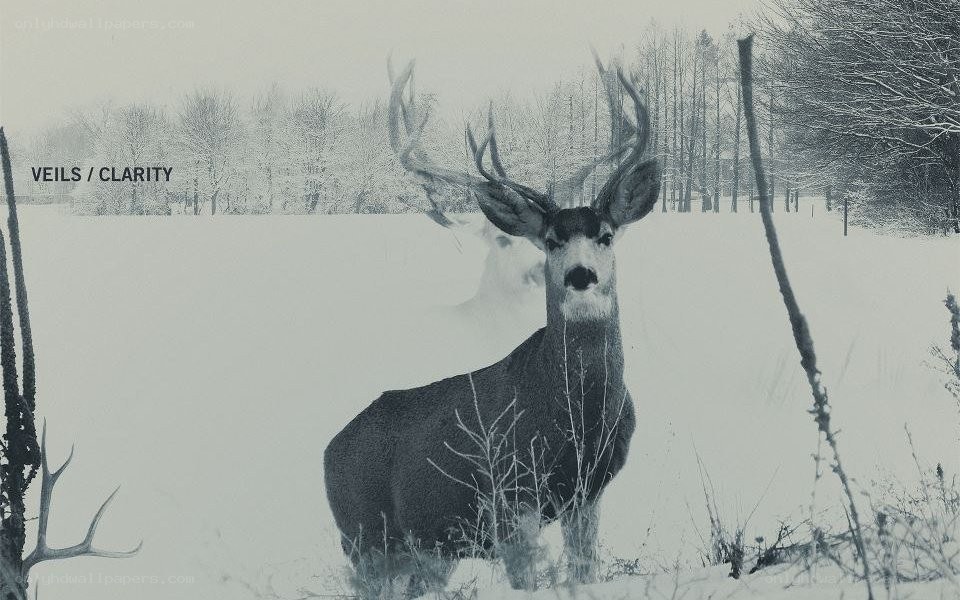 Deer in snowy landscape