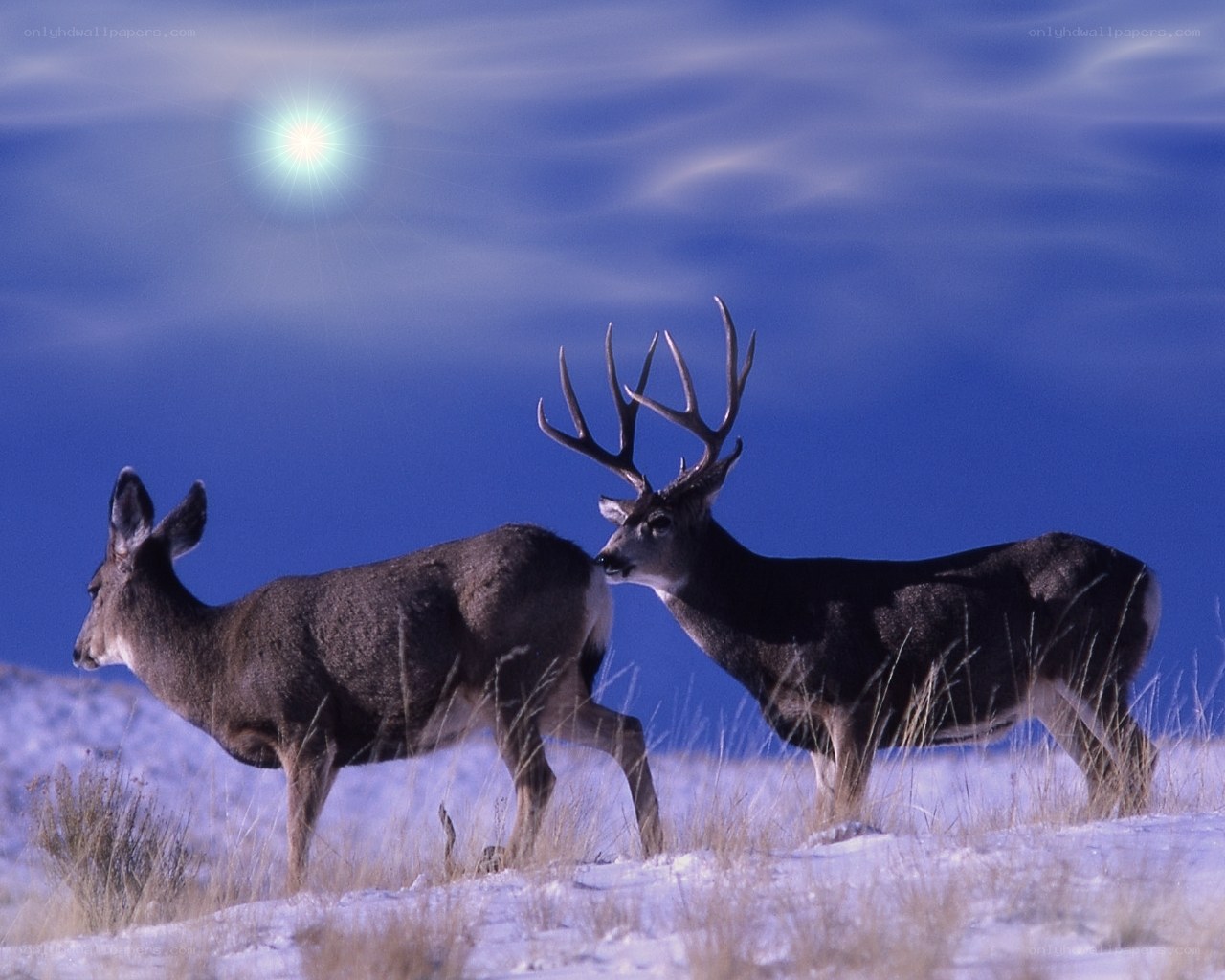 Deer in snowy landscape