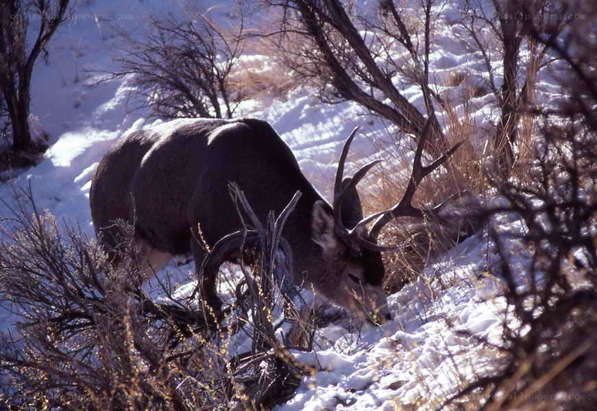 Deer in snowy landscape