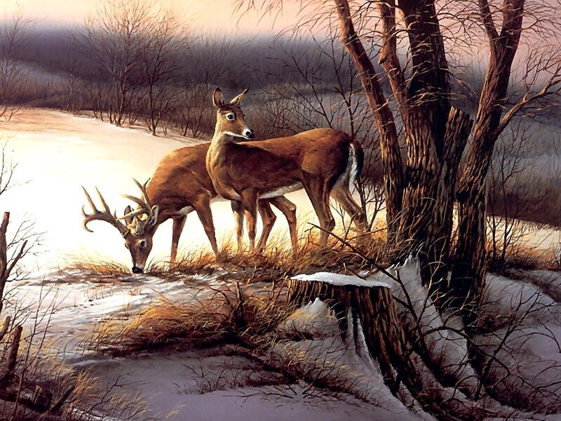 Deer in Snowy Landscape — Brown, Serene, Winter