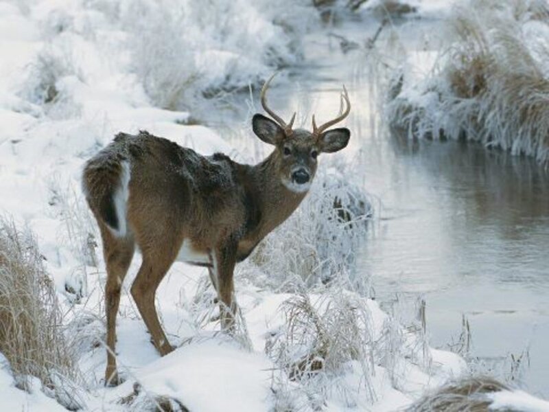 Deer in Snowy Landscape — White, Calm
