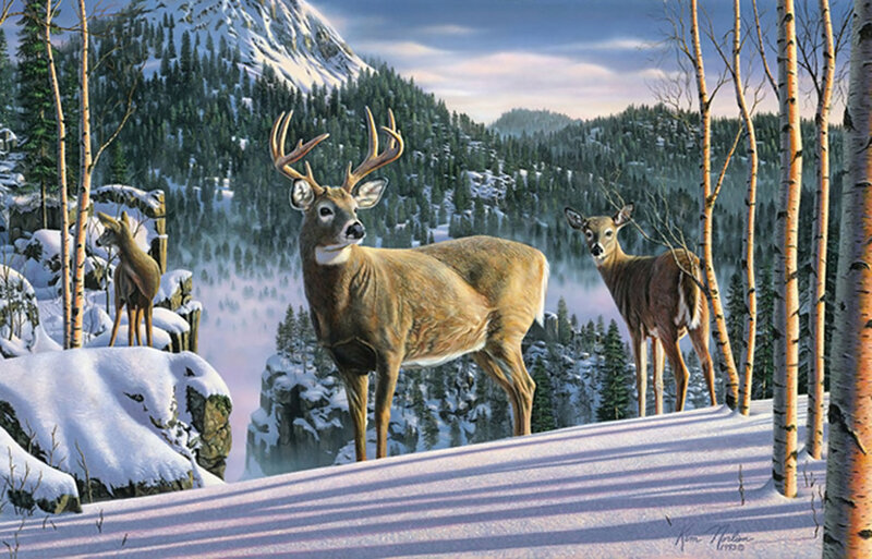 Deer in Snowy Landscape — White, Serene, Winter