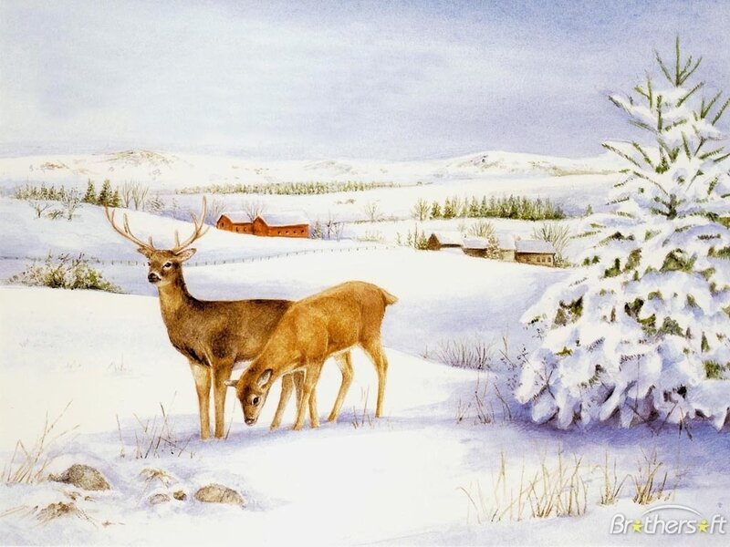 Deer in Snowy Landscape — White