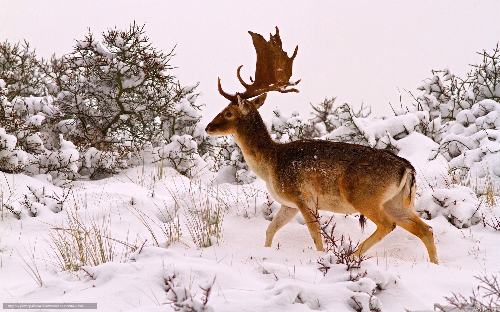 Deer in snowy landscape
