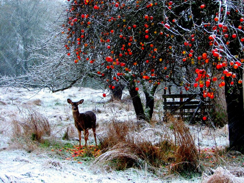 Deer in snowy orchard
