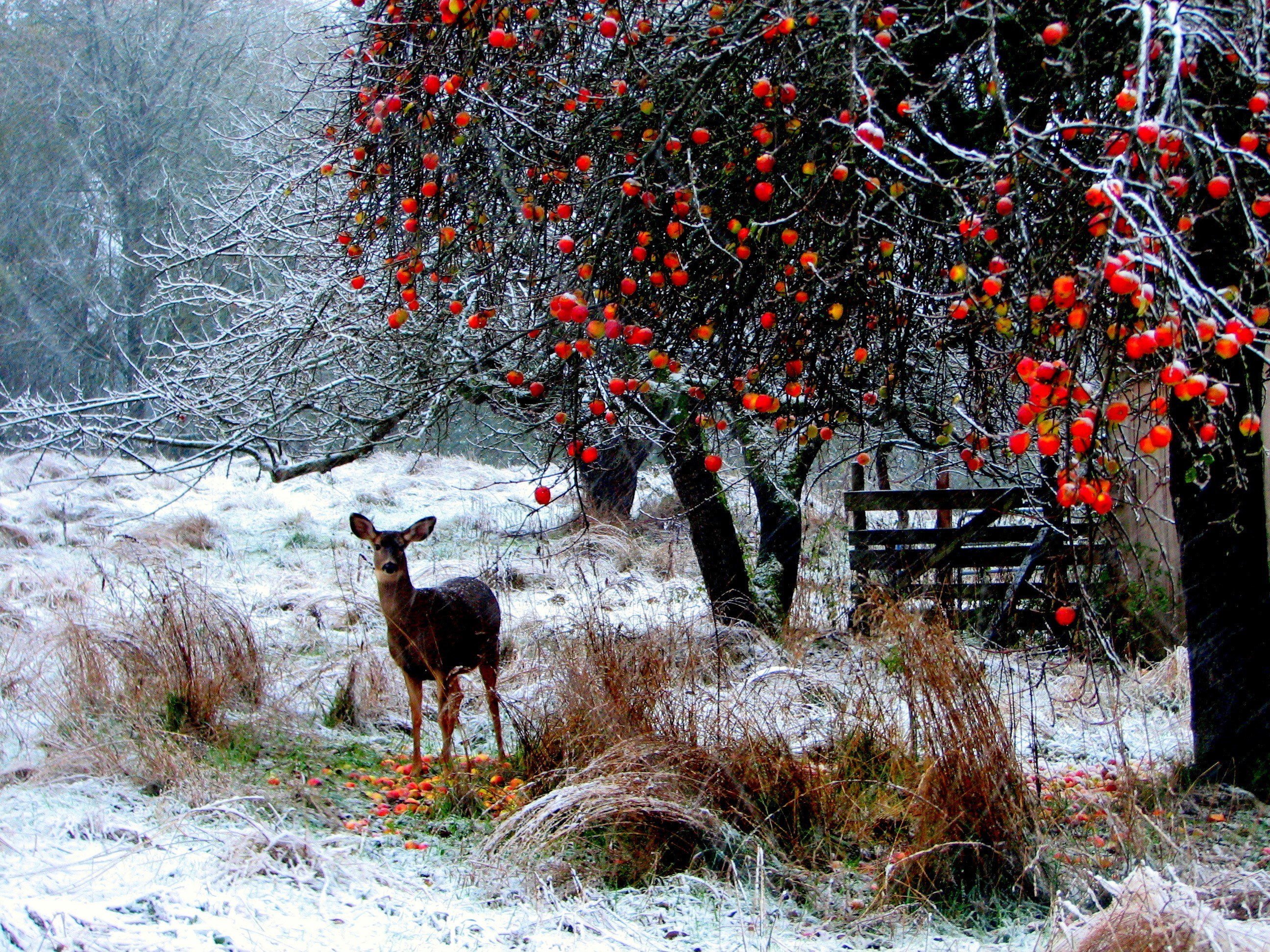 Deer in snowy orchard