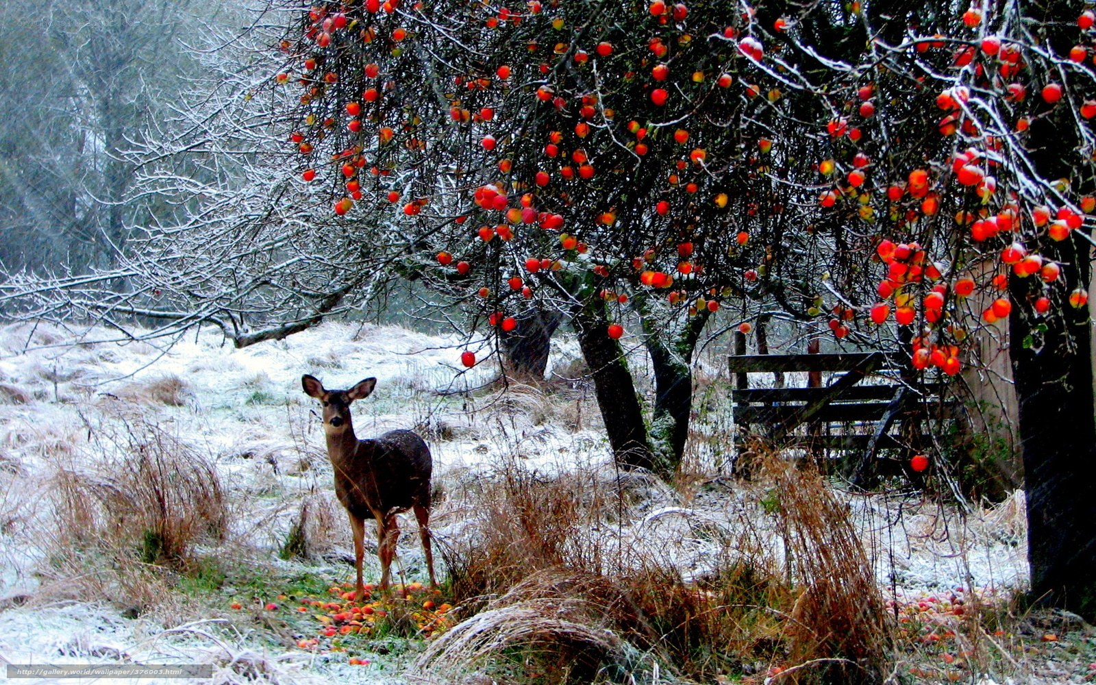 Deer in snowy orchard