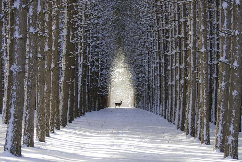 Deer in Snowy Tunnel
